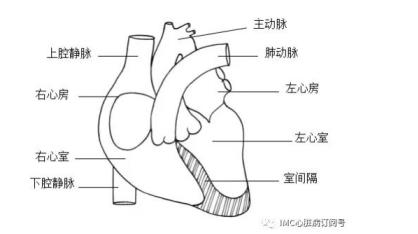 正常心脏包括哪些解剖结构？