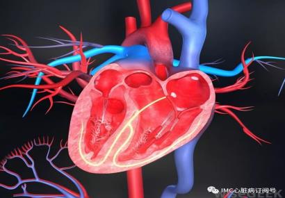 心脏的主要功能是什么？